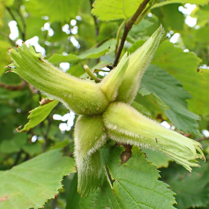 Image of Corylus mandshurica specimen.