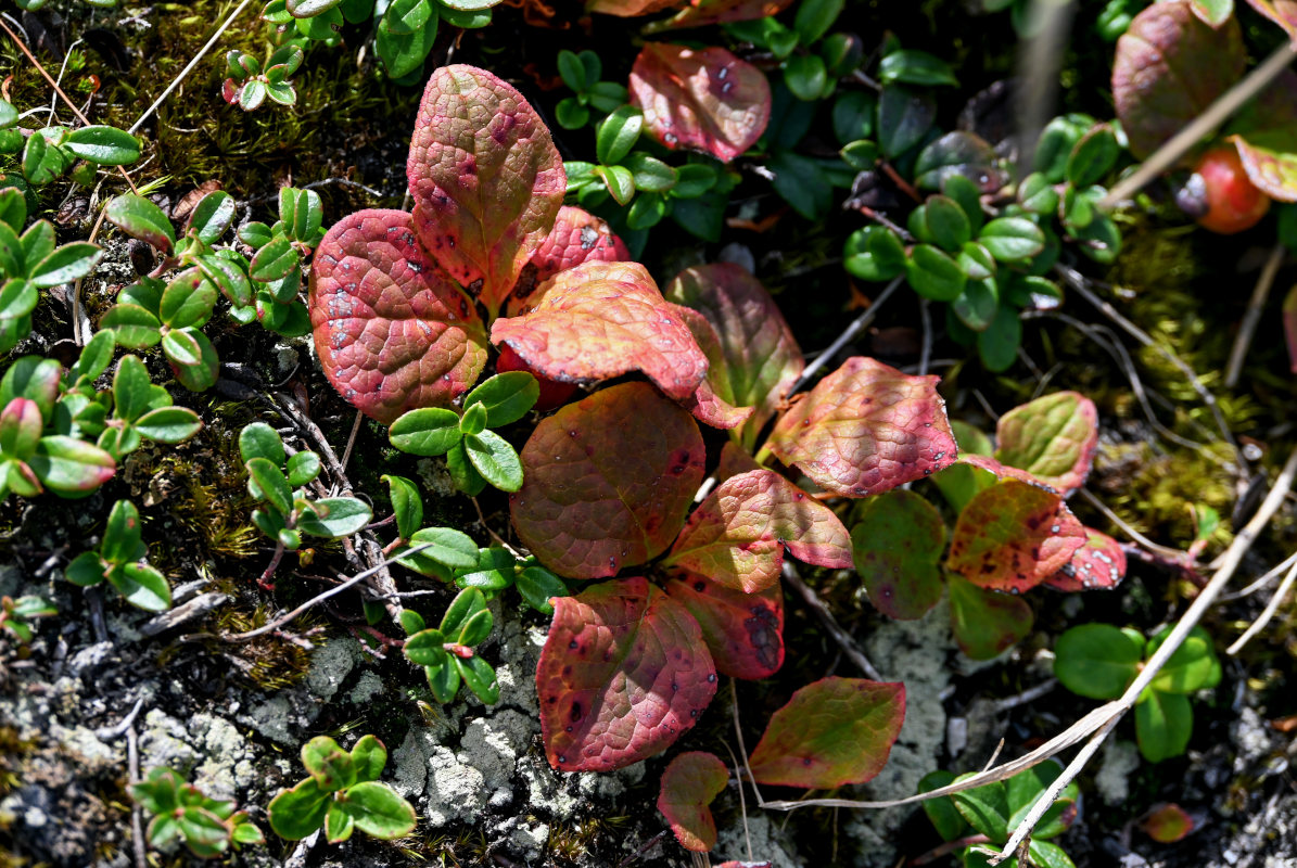 Image of Vaccinium praestans specimen.