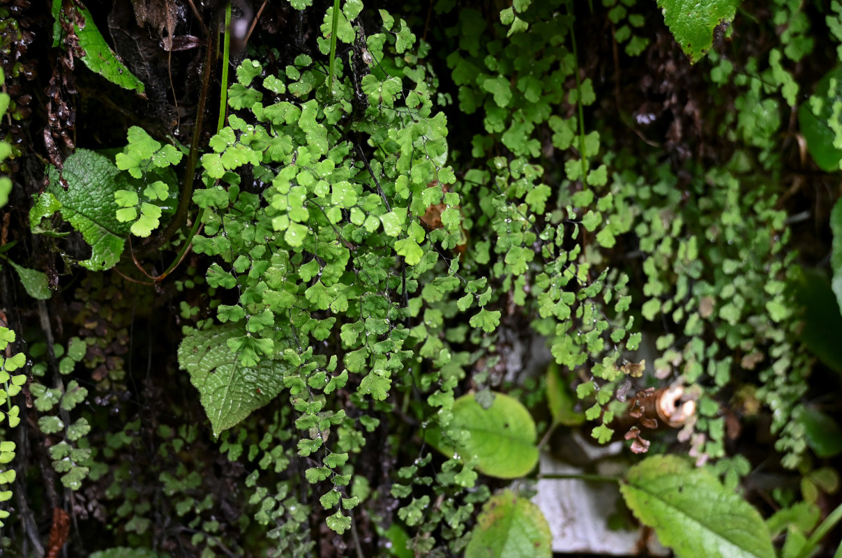 Изображение особи Adiantum capillus-veneris.