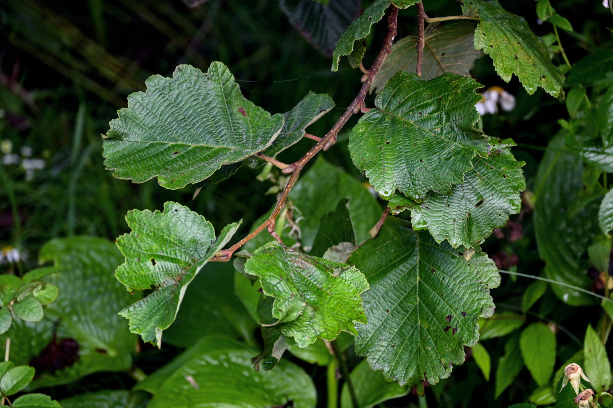 Изображение особи Alnus hirsuta.