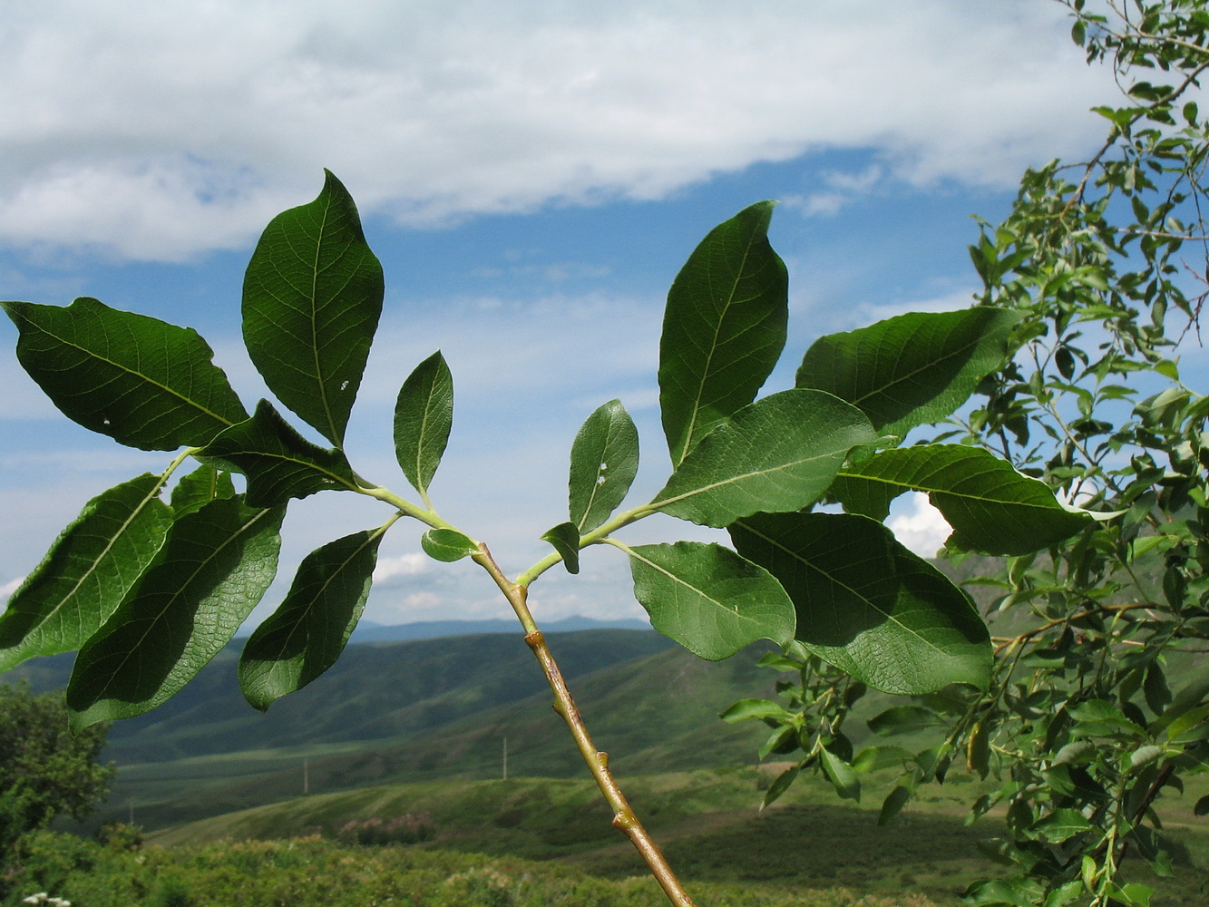 Image of Salix caprea specimen.