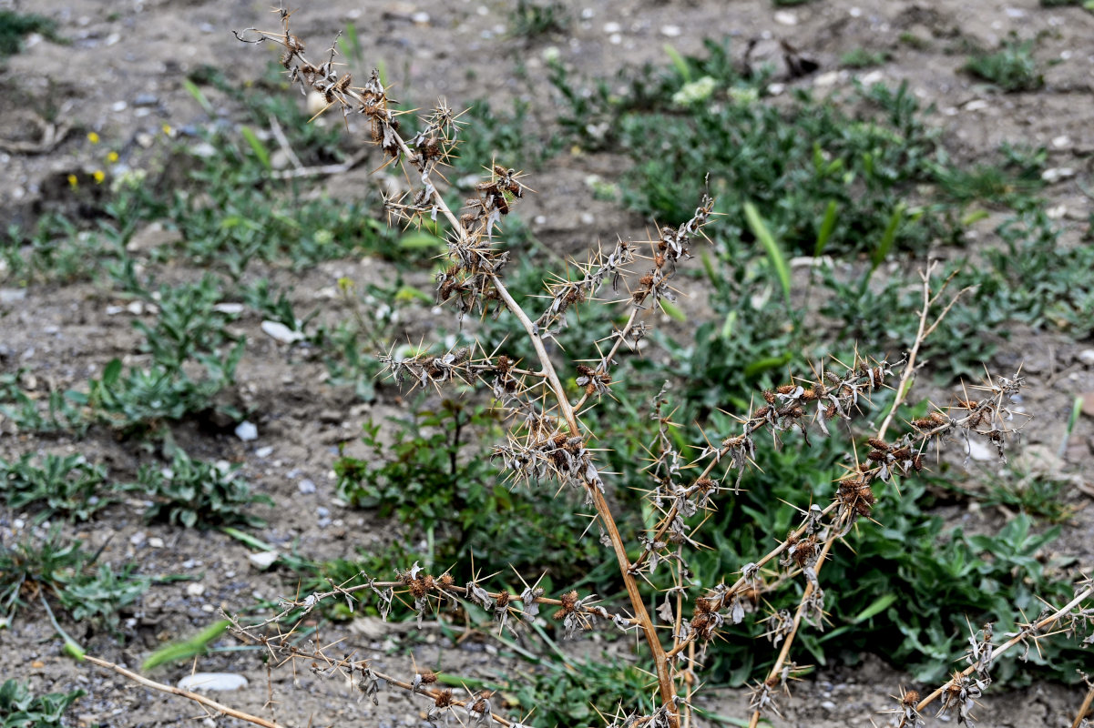 Image of Xanthium spinosum specimen.