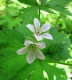 Geranium sylvaticum