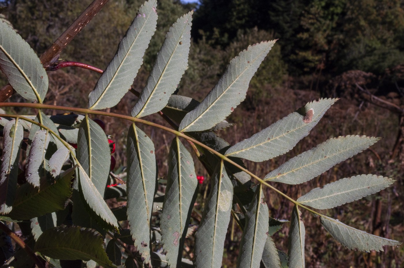 Image of Sorbus aucuparia specimen.