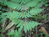 Dryopteris expansa