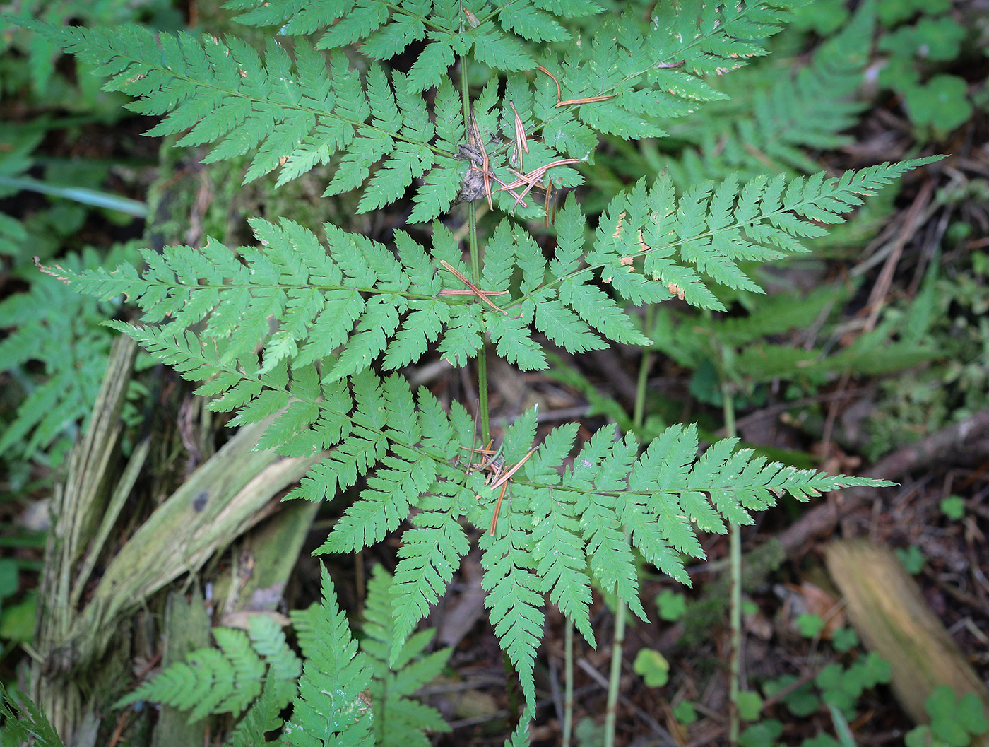 Изображение особи Dryopteris expansa.