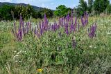 Salvia tesquicola. Цветущие растения. Оренбургская обл., Кувандыкский гор. округ, заповедник \"Шайтан-Тау\", долина р. Сакмара, луг. 05.07.2023.