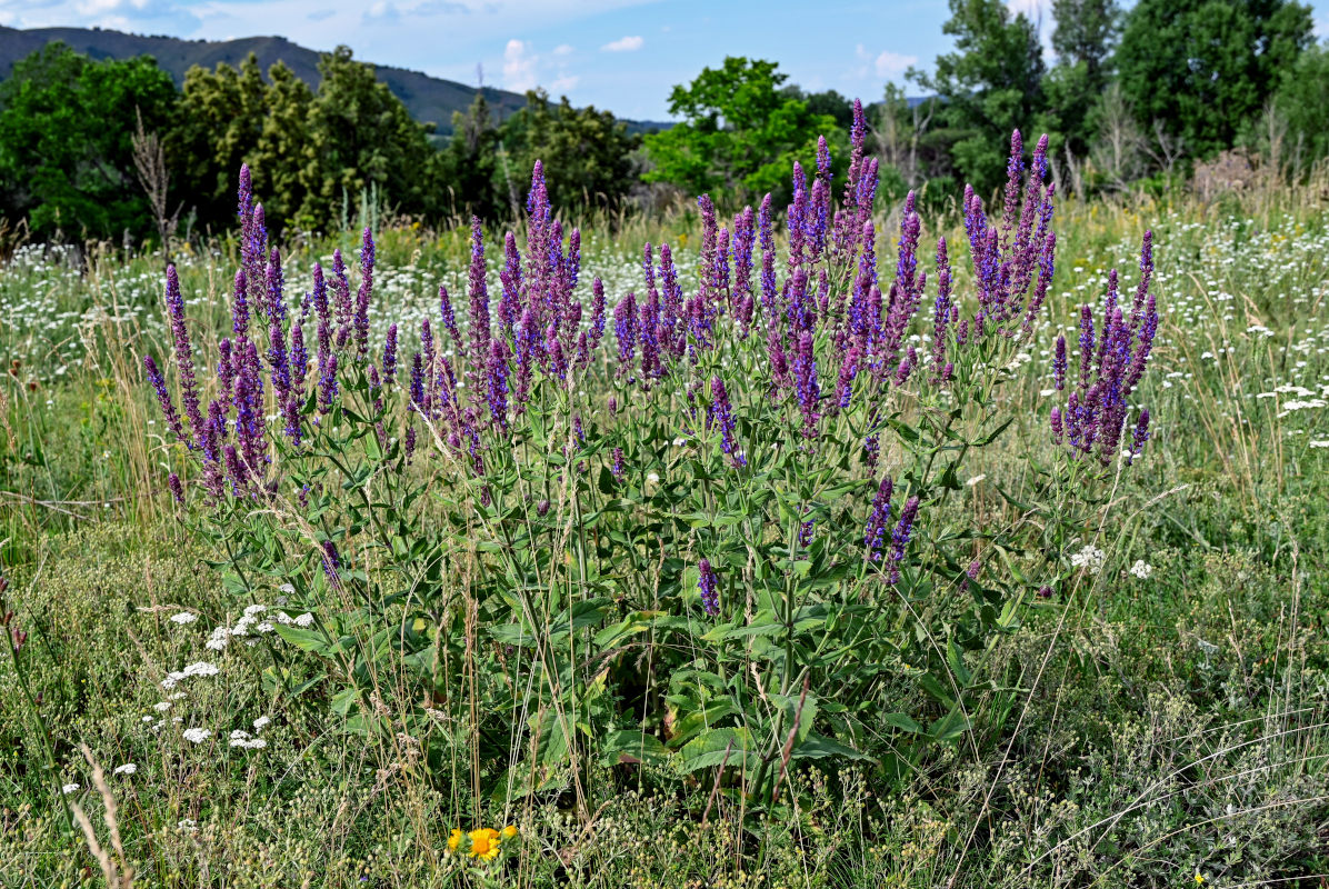 Image of Salvia tesquicola specimen.