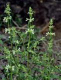 Stachys pubescens. Цветущие побеги. Нагорный Карабах, Унотское ущелье, осыпающийся каменистый склон. 10.05.2013.