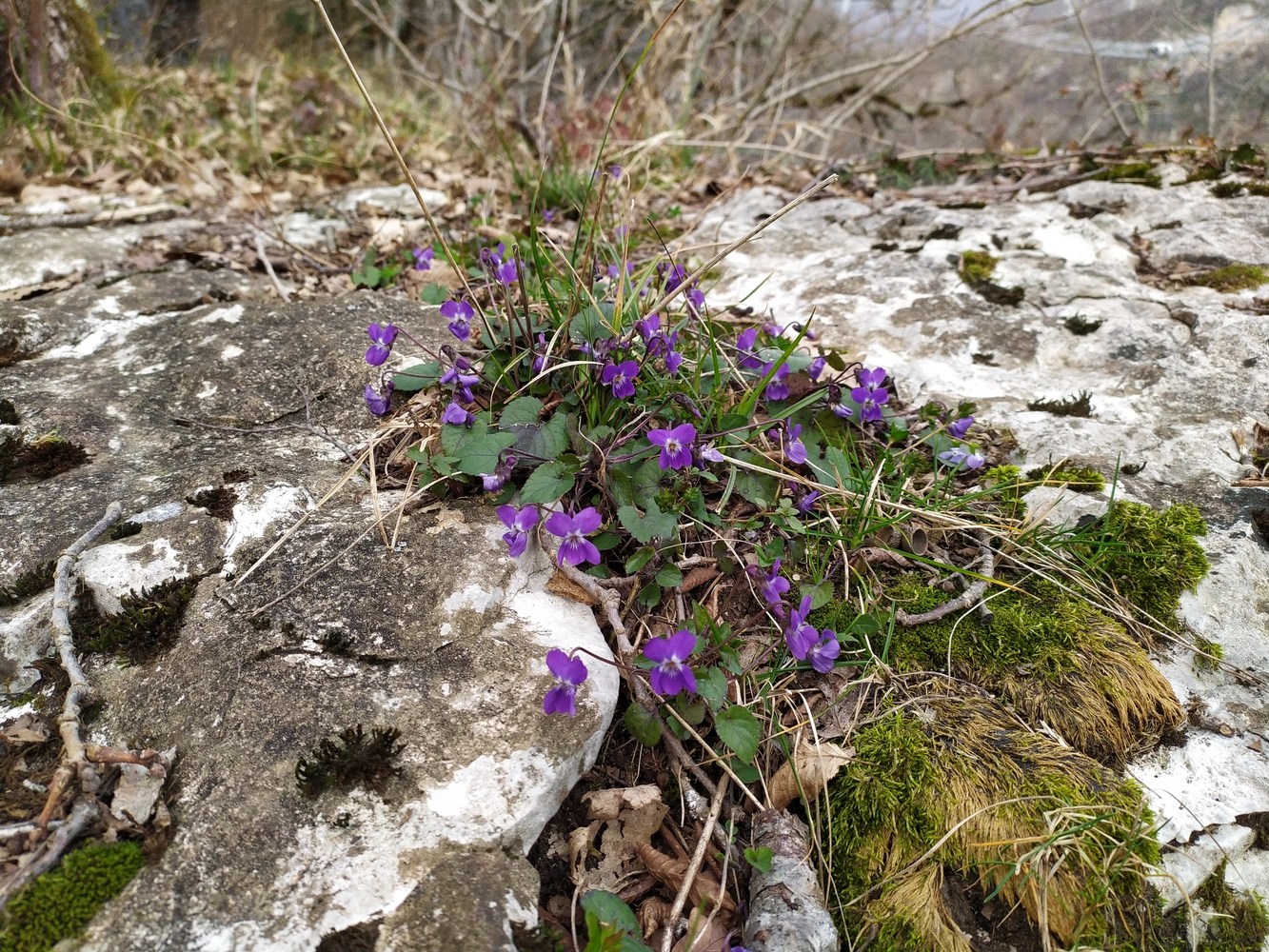 Изображение особи Viola dehnhardtii.