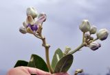 Calotropis gigantea. Распускающиеся соцветия. Вьетнам, провинция Кханьхоа, г. Нячанг, окр. пагоды Chùa Long Sơn (храм белого Будды), пустырь вокруг хоз. строений. 01.09.2023.