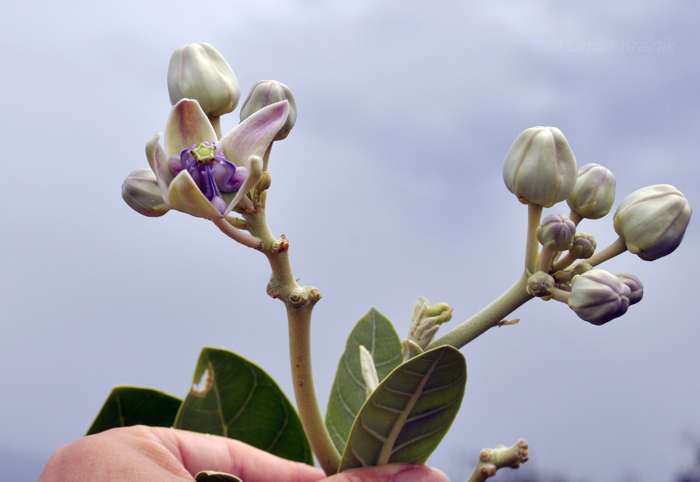 Изображение особи Calotropis gigantea.