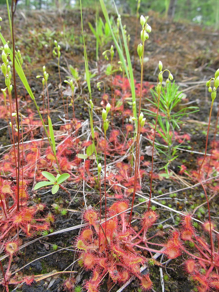 Изображение особи Drosera rotundifolia.