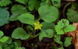 Lysimachia japonica. Верхушка цветущего растения. Грузия, Аджария, национальный парк \"Мтирала\", опушка широколиственного леса. 17.06.2023.