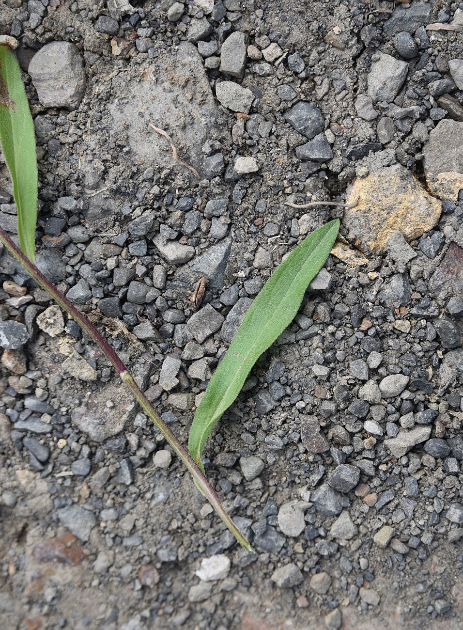 Image of Aster bessarabicus specimen.