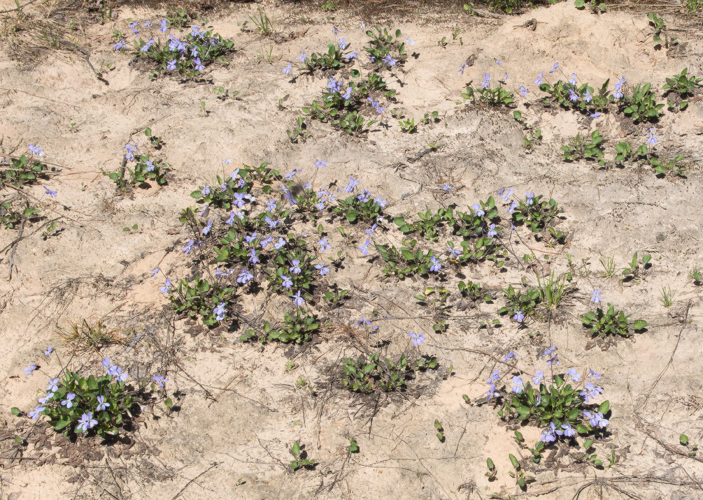 Image of Viola rupestris specimen.