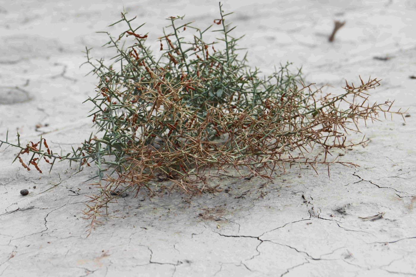 Image of Alhagi pseudalhagi specimen.