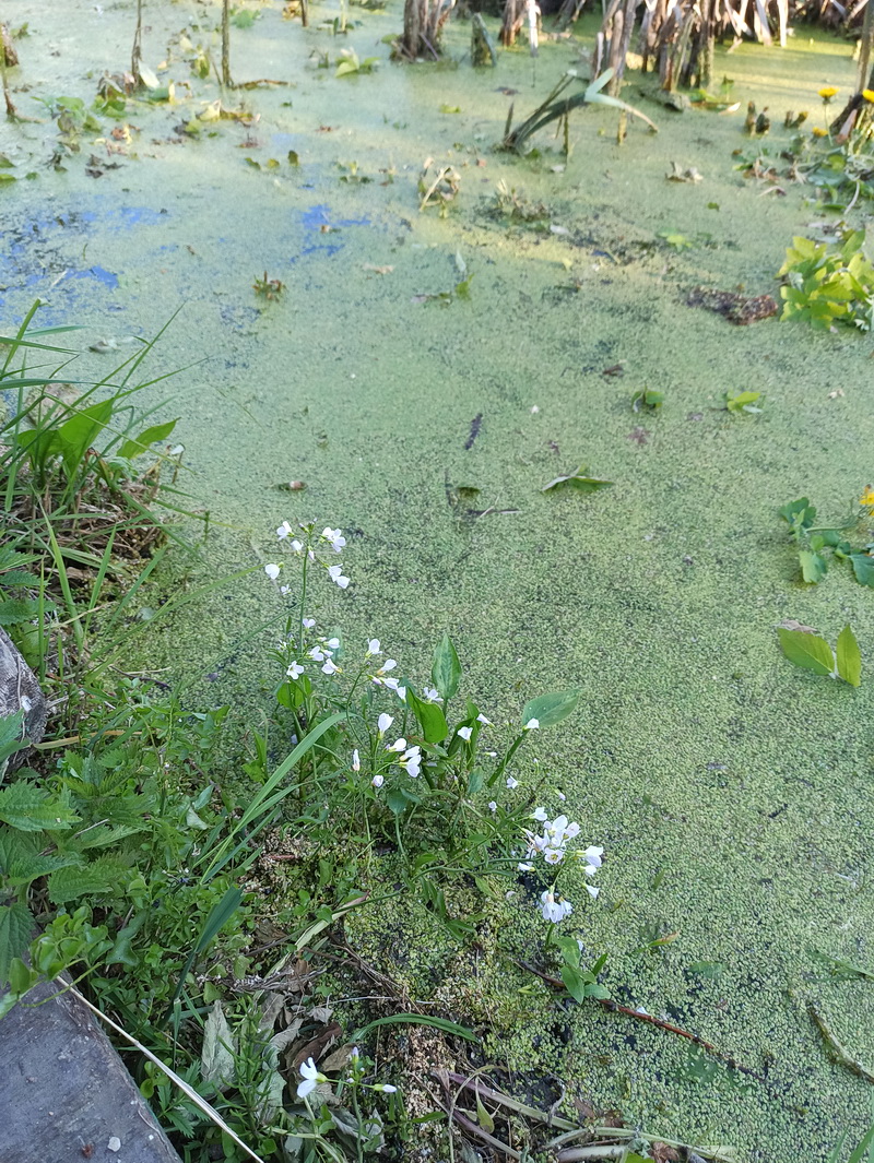 Изображение особи Cardamine pratensis.