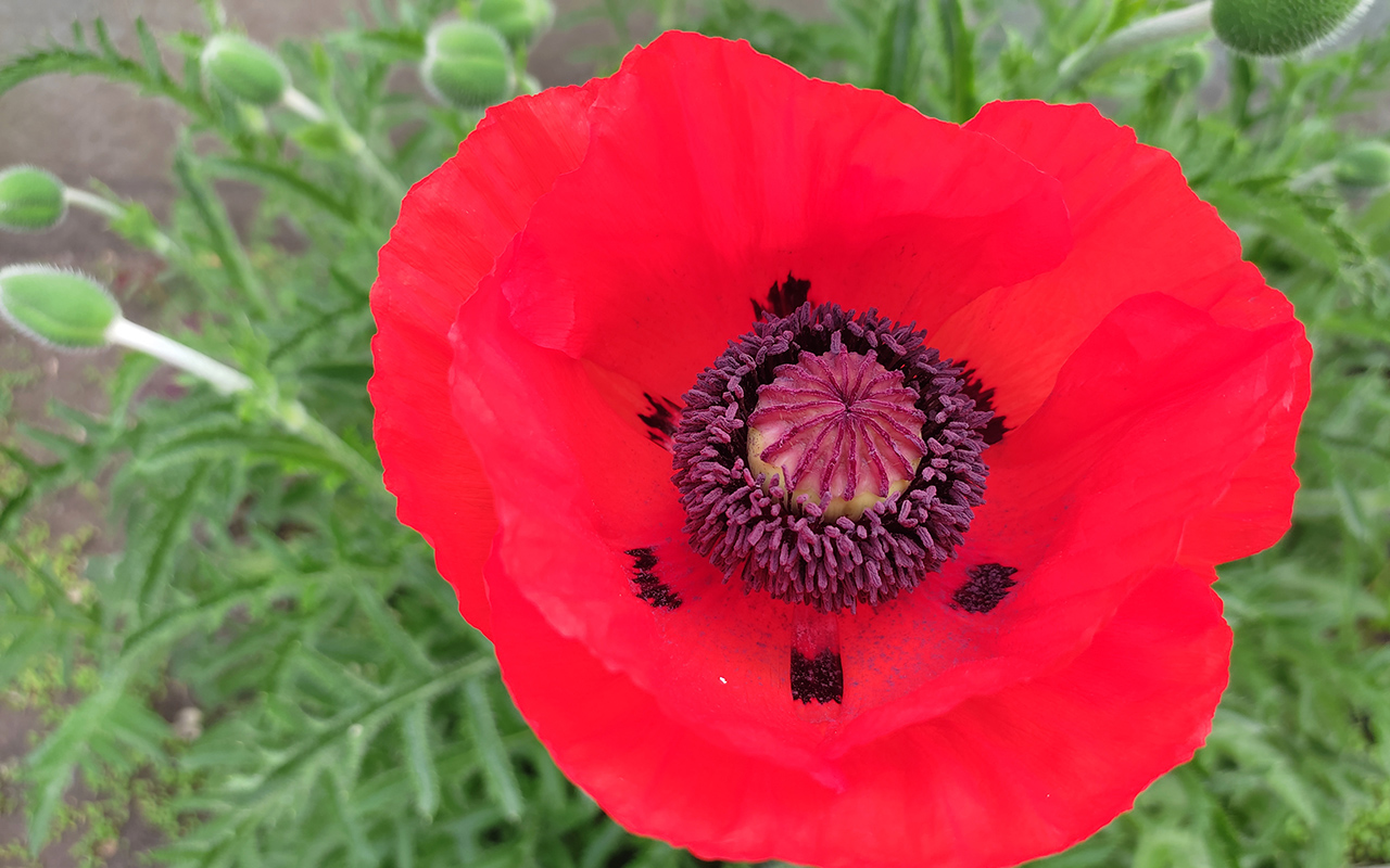 Изображение особи Papaver setiferum.