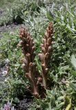 Orobanche dagestanica. Цветущие растения (паразитируют на Cirsium pugnax). Дагестан, Агульский р-н, 5 км ССЗ с. Чираг, сланцевая осыпь. 25 июня 2023 г.