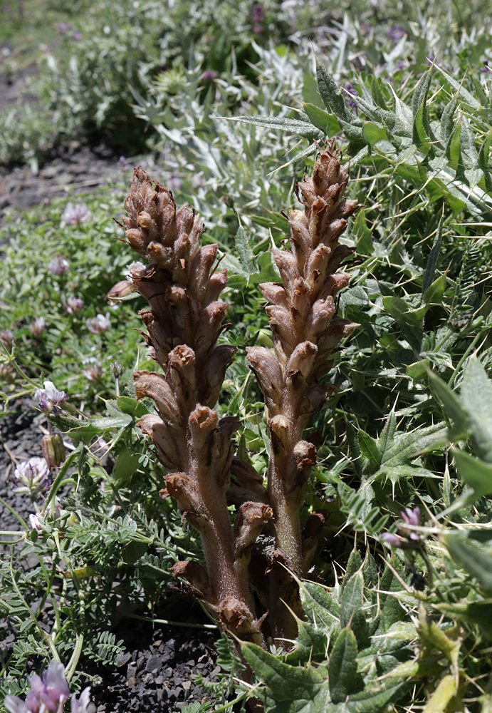 Изображение особи Orobanche dagestanica.