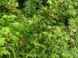 Rubus crataegifolius