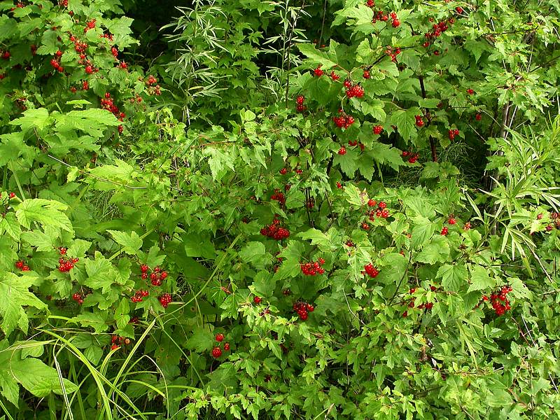 Изображение особи Rubus crataegifolius.