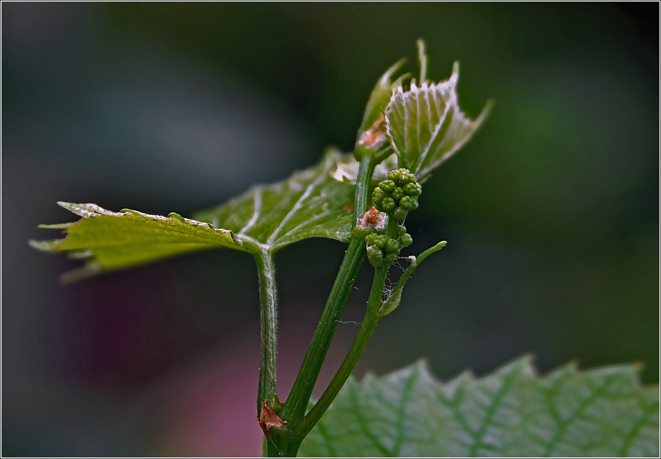 Изображение особи Vitis &times; labruscana.