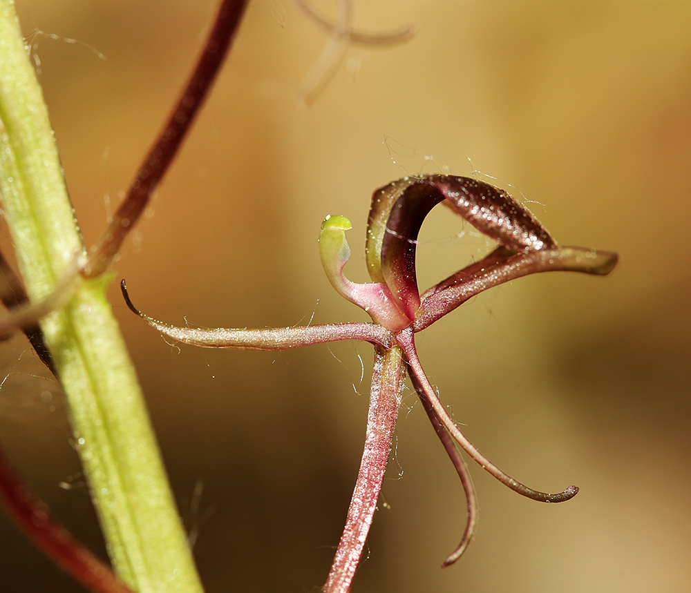 Image of Liparis japonica specimen.