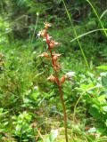 Listera cordata