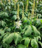 Aesculus parviflora