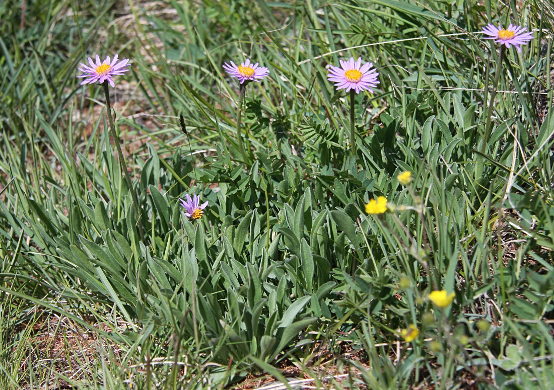 Image of Aster serpentimontanus specimen.