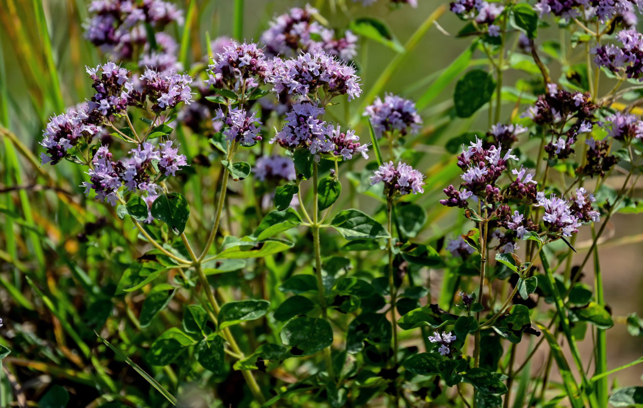 Изображение особи Origanum vulgare.