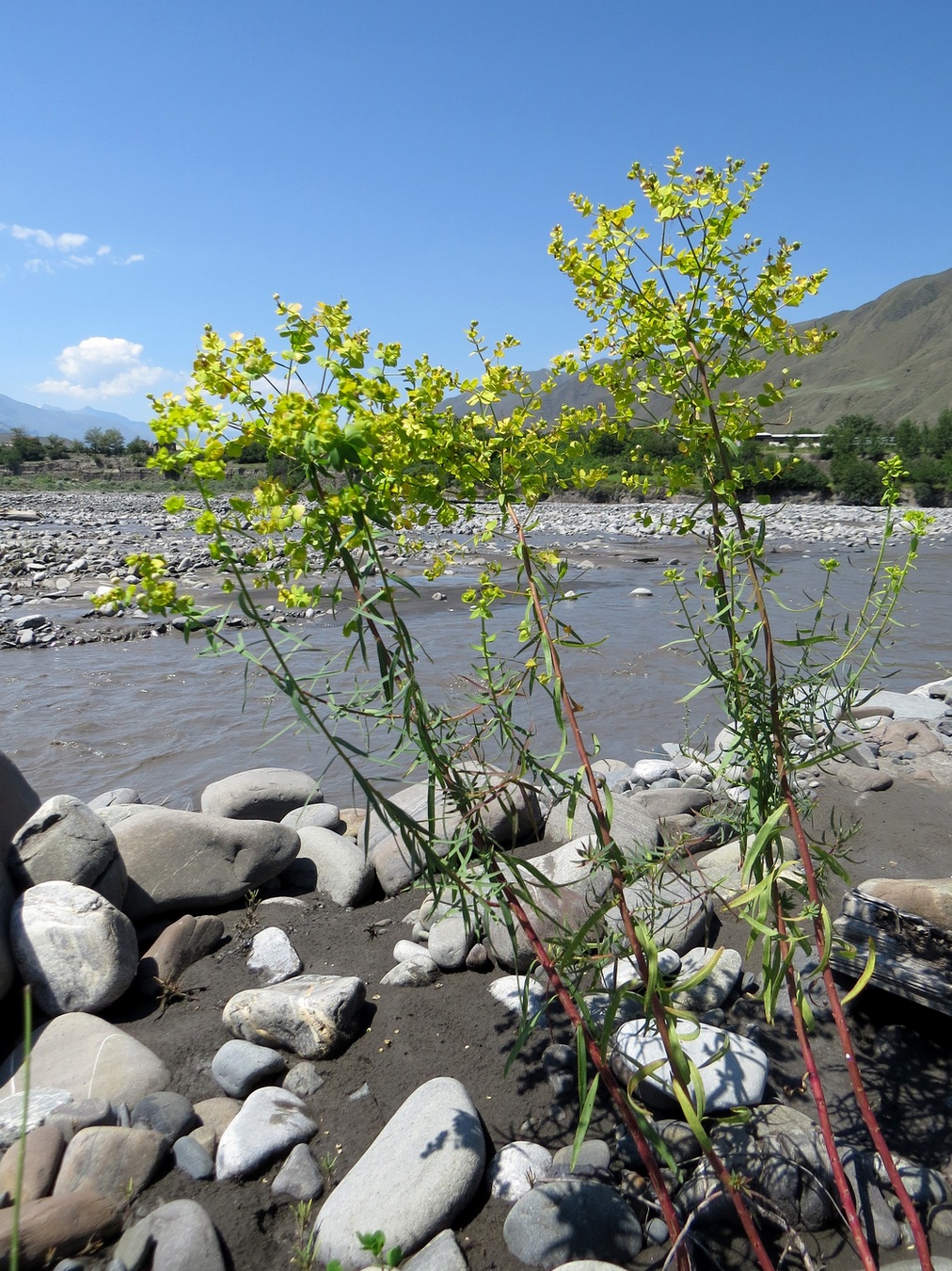 Image of Euphorbia virgata specimen.