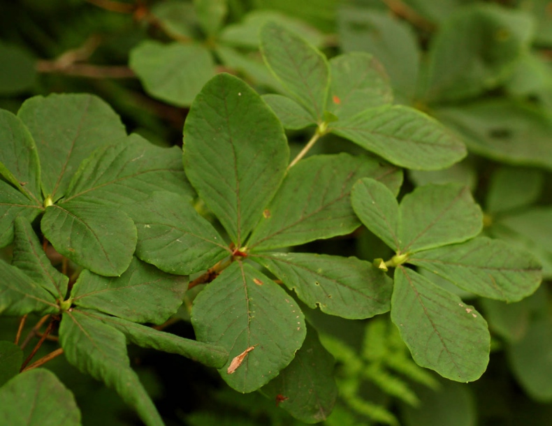 Изображение особи Rhododendron schlippenbachii.