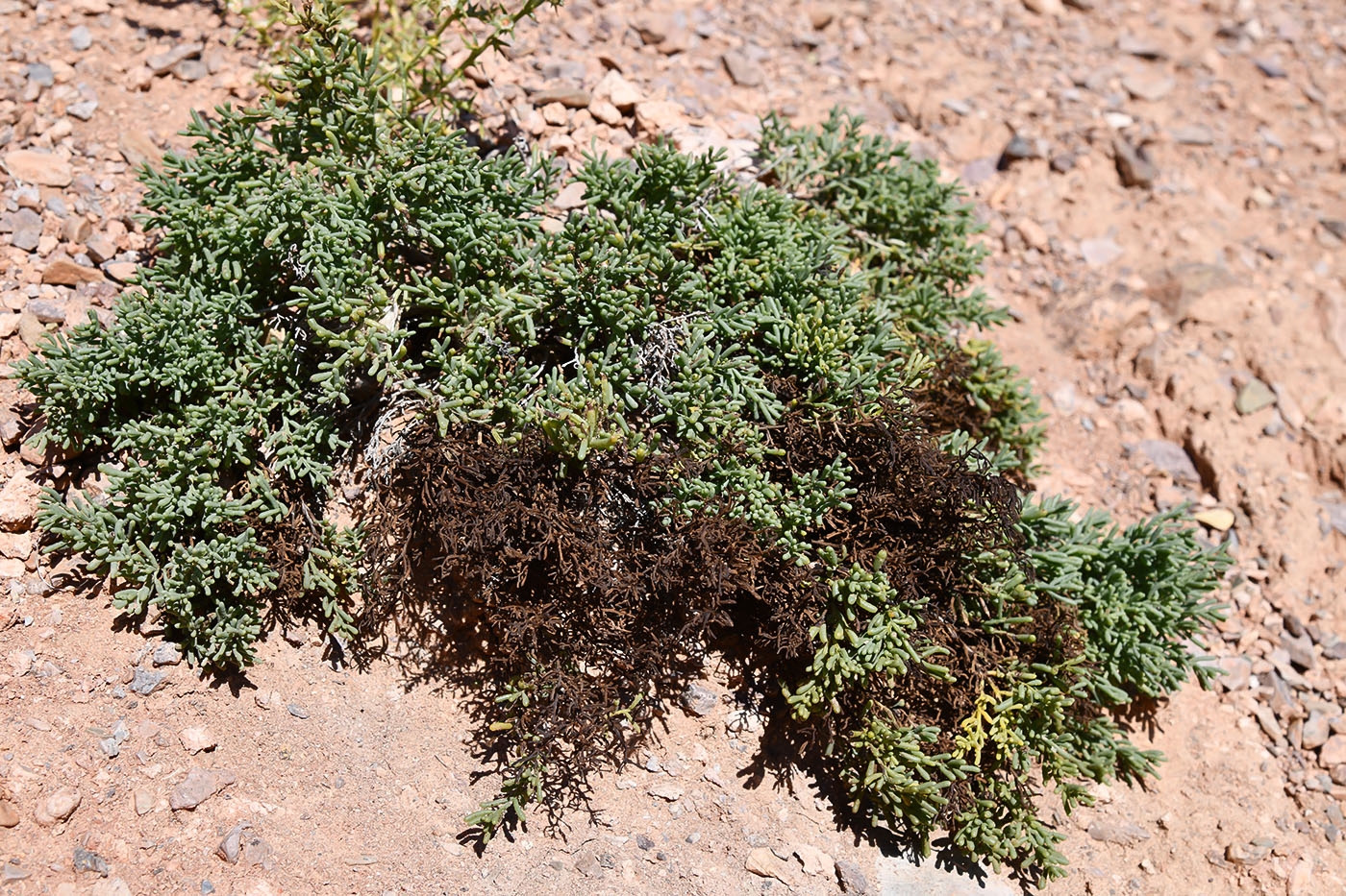 Image of Iljinia regelii specimen.