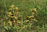Gentiana cruciata