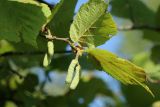 Corylus avellana