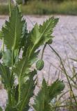 Papaver somniferum. Части побегов с бутонами. Испания, Каталония, пров. Жирона, комарка Баш Эмпорда, муниципалитет Калонже, пустырь. 01.05.2025.