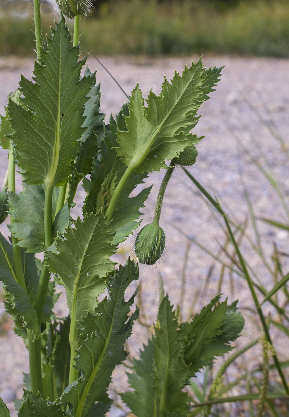 Image of Papaver somniferum specimen.