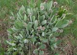 Solenanthus karateginus