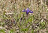Iris uniflora. Цветущее растение. Приморский край, Уссурийский гор. округ, окр. с. Монакино, луг на небольшой сопке. 09.05.2025.