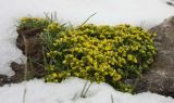 genus Draba