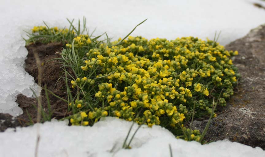 Изображение особи род Draba.