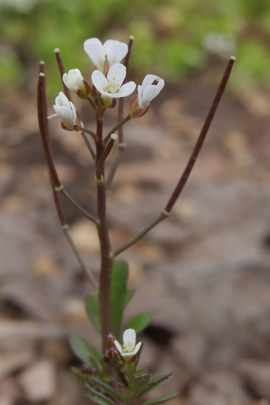 Image of Cardamine occulta specimen.