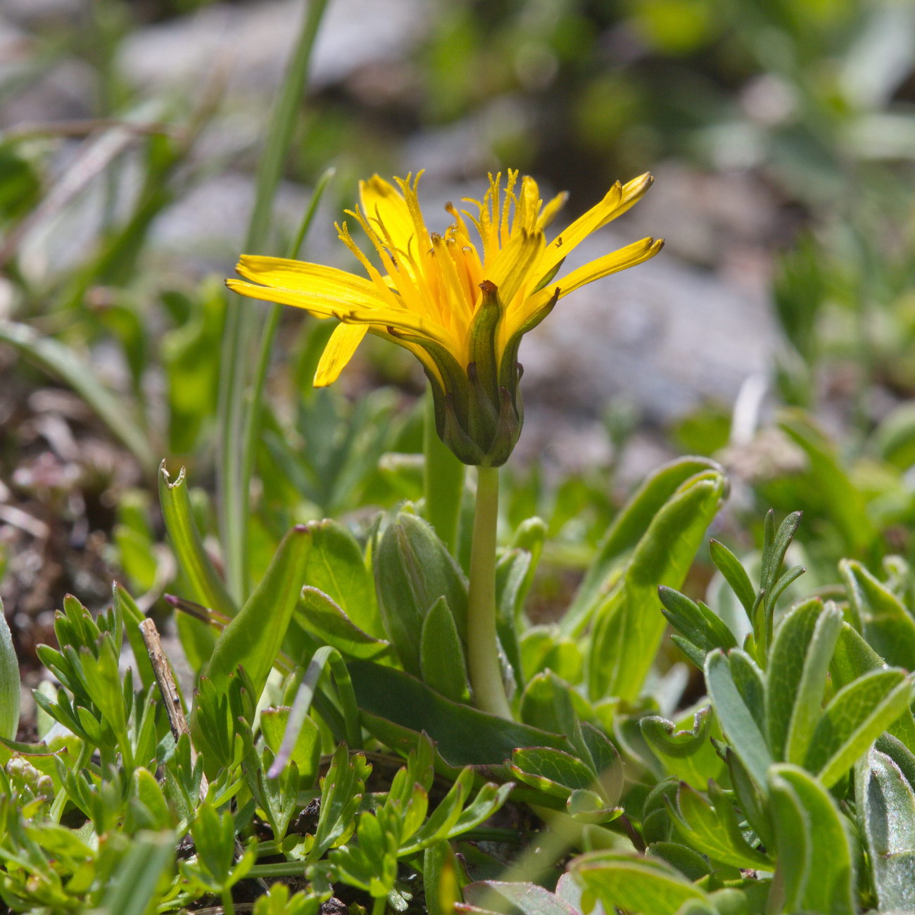 Image of genus Taraxacum specimen.