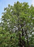 Magnolia insignis