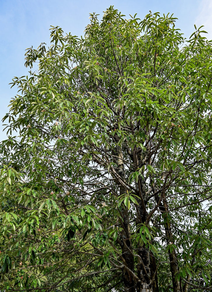 Image of Magnolia insignis specimen.