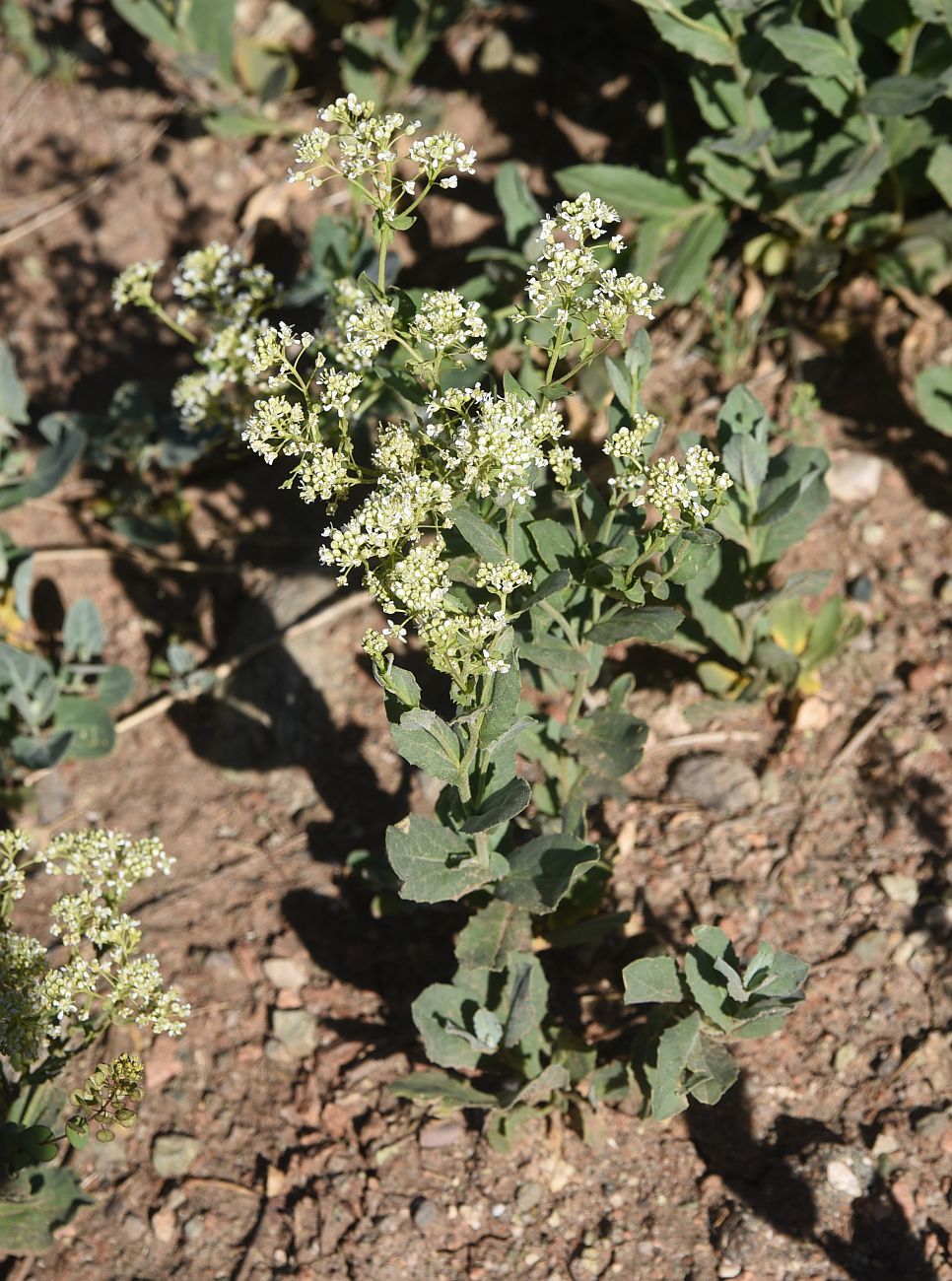 Image of genus Cardaria specimen.