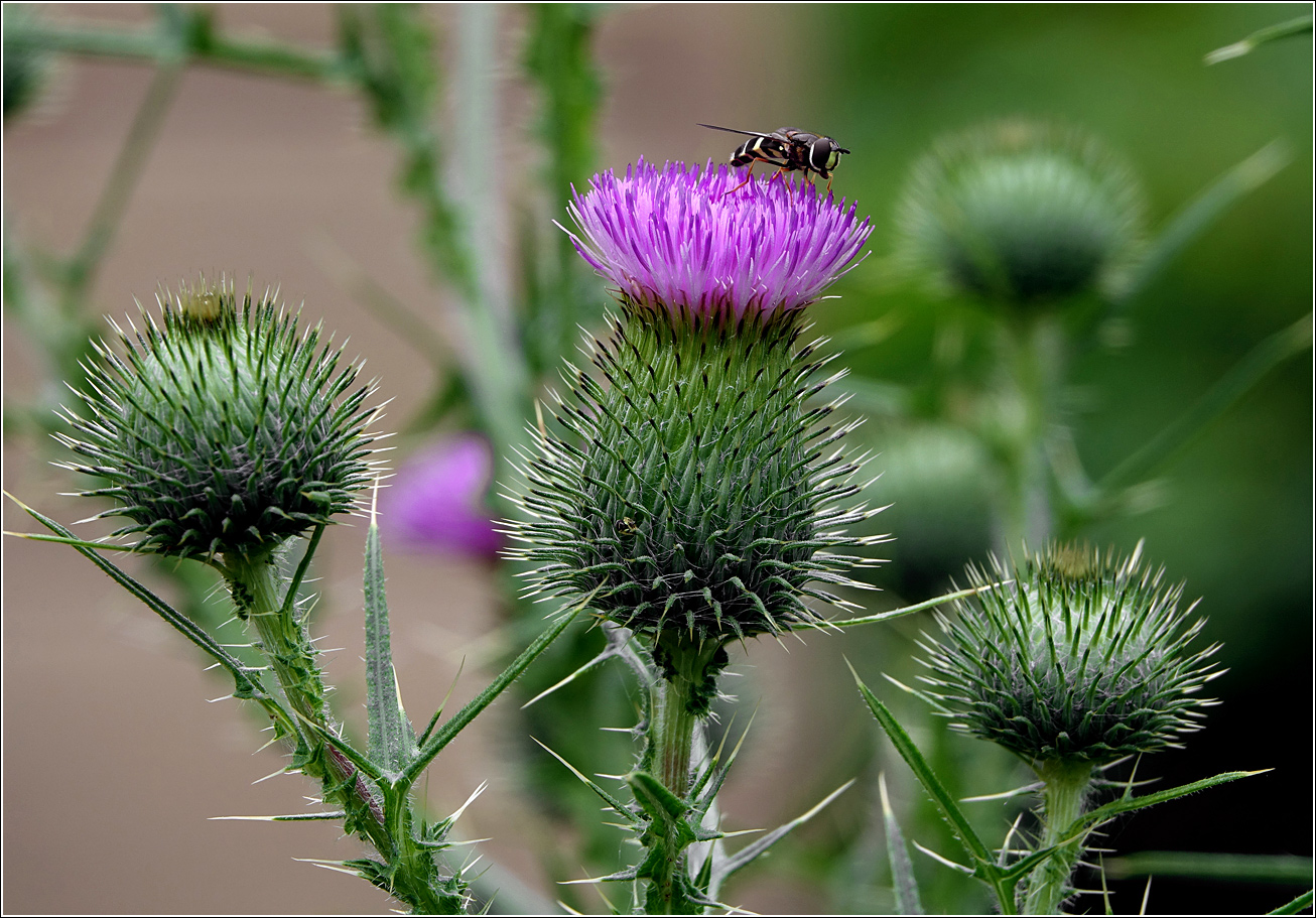 Изображение особи Cirsium vulgare.